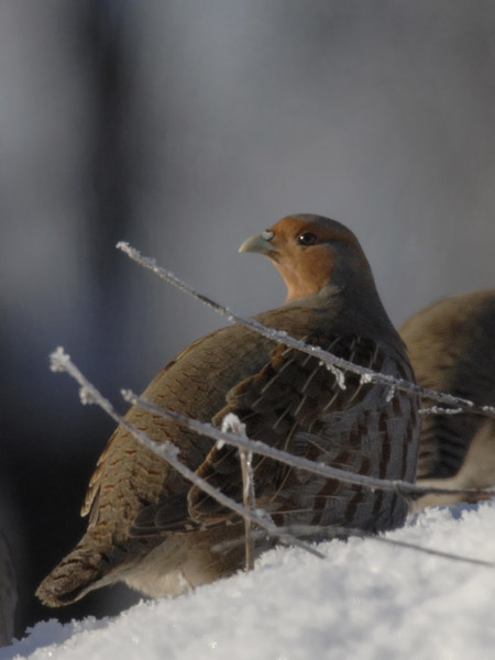 Peltopyy, Grey Partridge, Perdix perdix